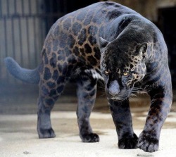 originallonemagpie:  True rarity- a black jaguar.