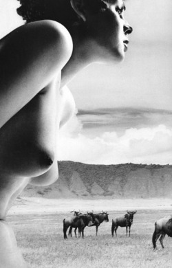 grigiabot: Masaya NAKAMURA “Ema Nude in Africa” 1971  