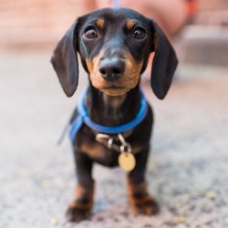 thedogist:  Ophelia, Dachshund (7 m/o), Prince & Mott St,