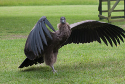 wingedpredators:  Tiny, Andean Condor (Photo by Matt Jenner)