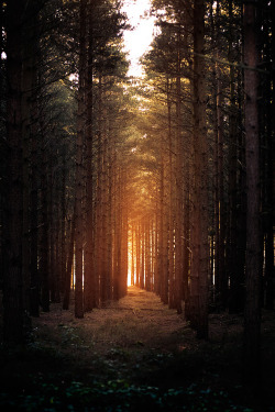 touchdisky:  Horsford woods by Matthew Dartford