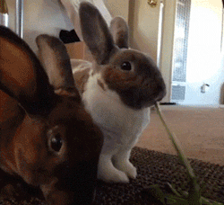 srsfunny:  Two Bunnies, One Leafhttp://srsfunny.tumblr.com/ 