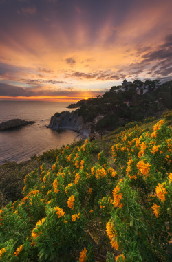 wowtastic-nature:  💙 Opium by Alexandre Ehrhard on 500px○  