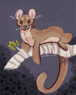 jazzedraws:  Warm up drawing of a fossa. These are pretty cool.