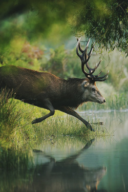 mstrkrftz:  Red Deer Stag by Craig Churchill