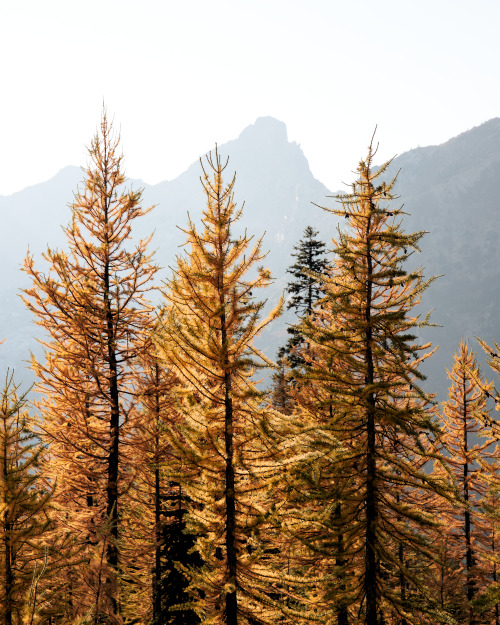 torreymerrittphotography:  Early October Larches - Washington