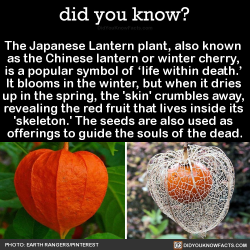 did-you-know:  The Japanese Lantern plant, also known  as the