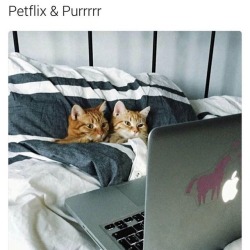 justbadpuns:They look so snuggly in their little blanket purrito