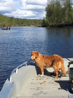 First weekend with my pup camping and boating.