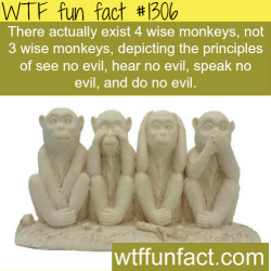 wtf-fun-factss:  Three wise monkeys - facts MORE OF WTF FACTS