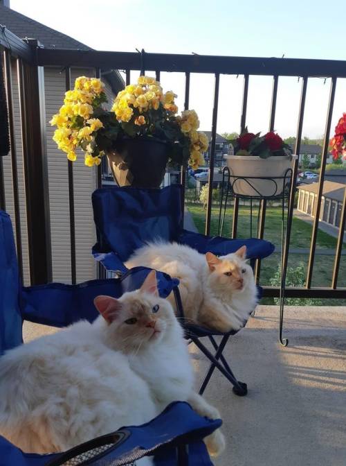 justcatposts:  I bought my cats child sized camp chairs. (Source)