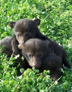 funkysafari:  The North American black bear (Ursus americanus)