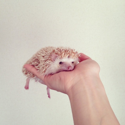 nonsolokawaii:  Darcy The Flying Hedgehog (via) 