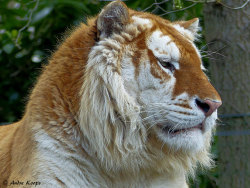 johnnyslittleanimalblog:  Golden Tiger - Olmense Zoo by Mandenno