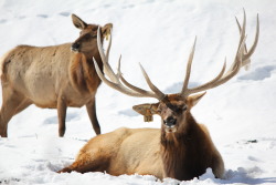 paulcorgan:  got to see some awesome elk on the hike today 