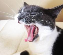 derpycats:  My cat Nula, mid mighty yawn.