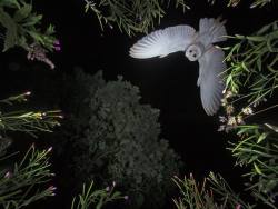 gobe:  “Last night I photographed a Barn Owl hovering above