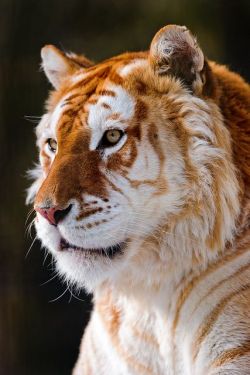 earthlynation:  Tiger. Photo by Tambako the Jaguar