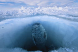 thelovelyseas:  A ring seal looks for polar bears through the