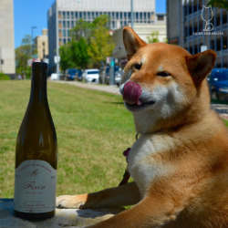 shibasommelier:  2011 Domaine Collotte FixinYum! There are some