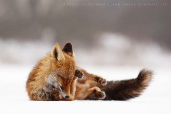 creatures-alive:  (via 500px / Comfortably Fox by Roeselien Raimond)