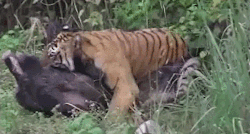 howtoskinatiger:  What happens when a tiger encounters a pig