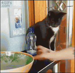 4gifs:  Cat vs. water bottle. [Full video]
