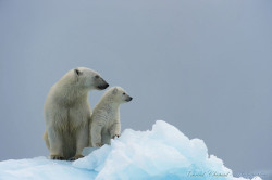 llbwwb:  Kings of Ice** by Vincent Chopard