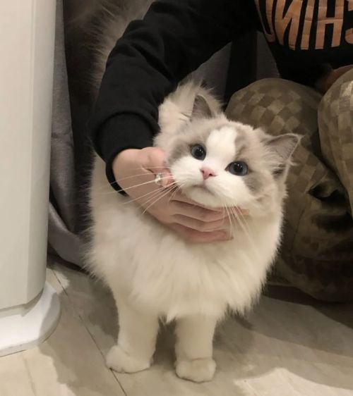 daily–cats:OMG LOOK AT THIS CUTIE ♡