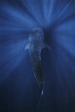 vintagenatgeographic: Whale shark descends into the depths of