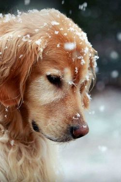 Fascinated by flakes