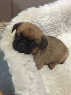 nerd-nugget:sadfunk:  here’s some pug for ya  OH MY GOODNESS