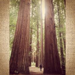 #redwoods #grove #mendocino #california #aaron  (at Frank and