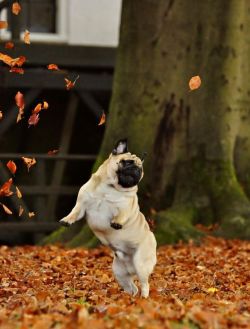 pugs:  Me in the fall.  