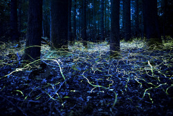 ted:  5 fun facts about fireflies (aka your favorite summer bug):
