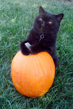 unimpressedcats:  take a picture of me and my pumpkin  