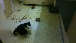 So my cats don’t like the food I bought them