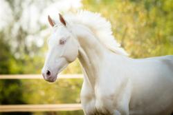 matfiz:  Love at first sight! The stallion named Divine Dream.