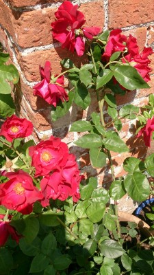 Dusky Maiden. Rose I bought from Hampton Court Palace flower