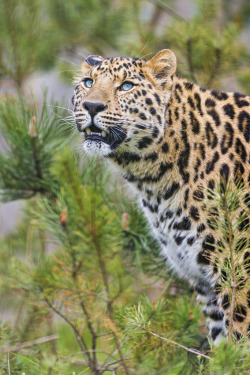 kingdom-of-the-cats:  Cute young Amur leopard (by Tambako the