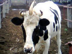 sixpenceee:  A dairy farm in China has an unusual cow that has