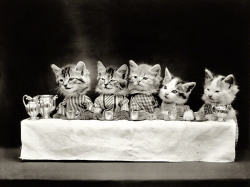 Harry W. Frees - Kittens in costume at banquet table with tea