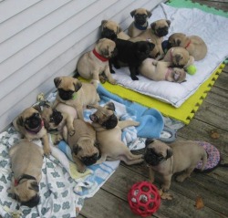 switchteamss:  Holy fuck  Pug puppy madness :)