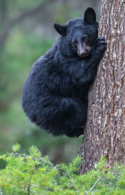 fuck-yeah-bears:  Tree Hugger by Mike Clark