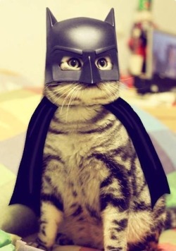 Bat Catman or Cat Batman?!