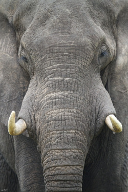 jaws-and-claws:   	African Bush Elephant by Matt Bango    	Via