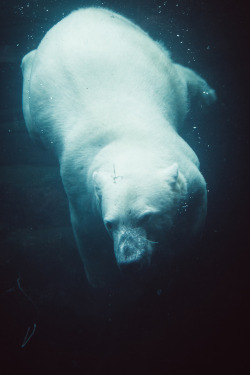 r2–d2:  Polar bear
