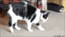 gifsboom:  Cat doing the Roll