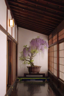 thekimonogallery:  Japanese wisteria bonsai. Image via Pinterest