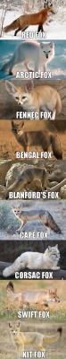 everythingfox:  Educational fox lesson 